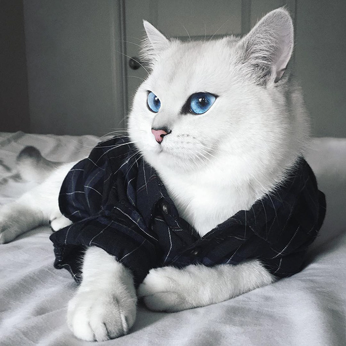گربه اصیل انگلیسی با چشمانی بسیار زیبا
