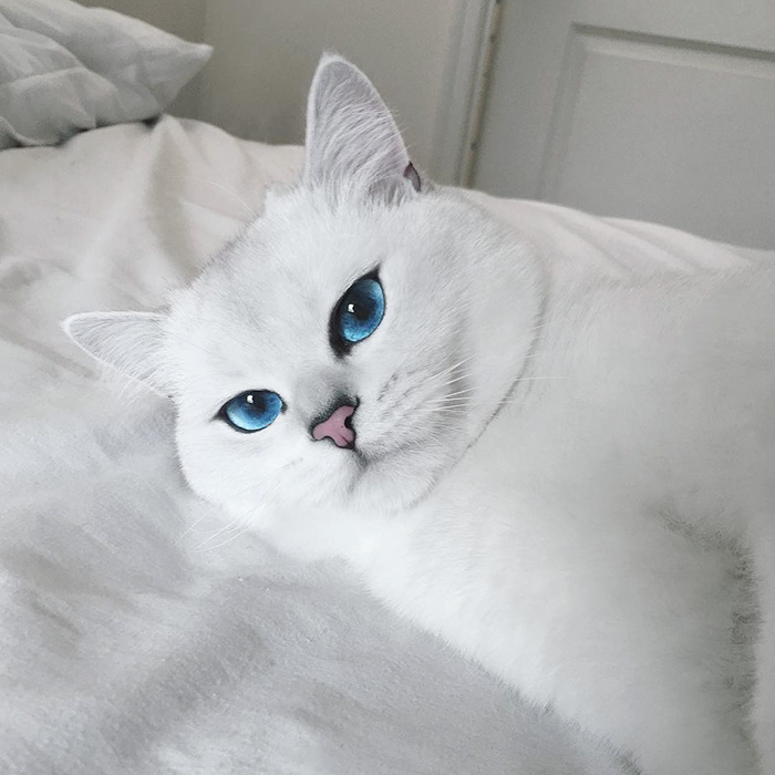 گربه اصیل انگلیسی با چشمانی بسیار زیبا