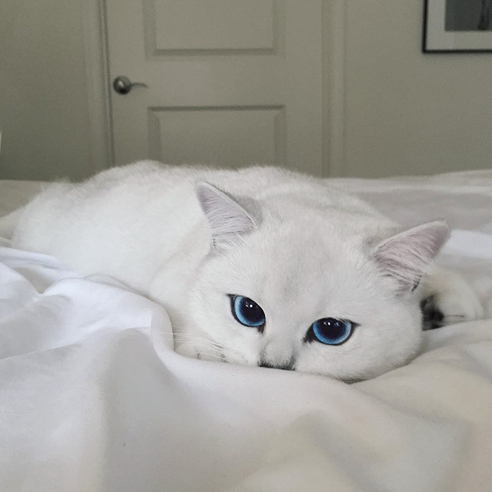 گربه سفید و زیبا