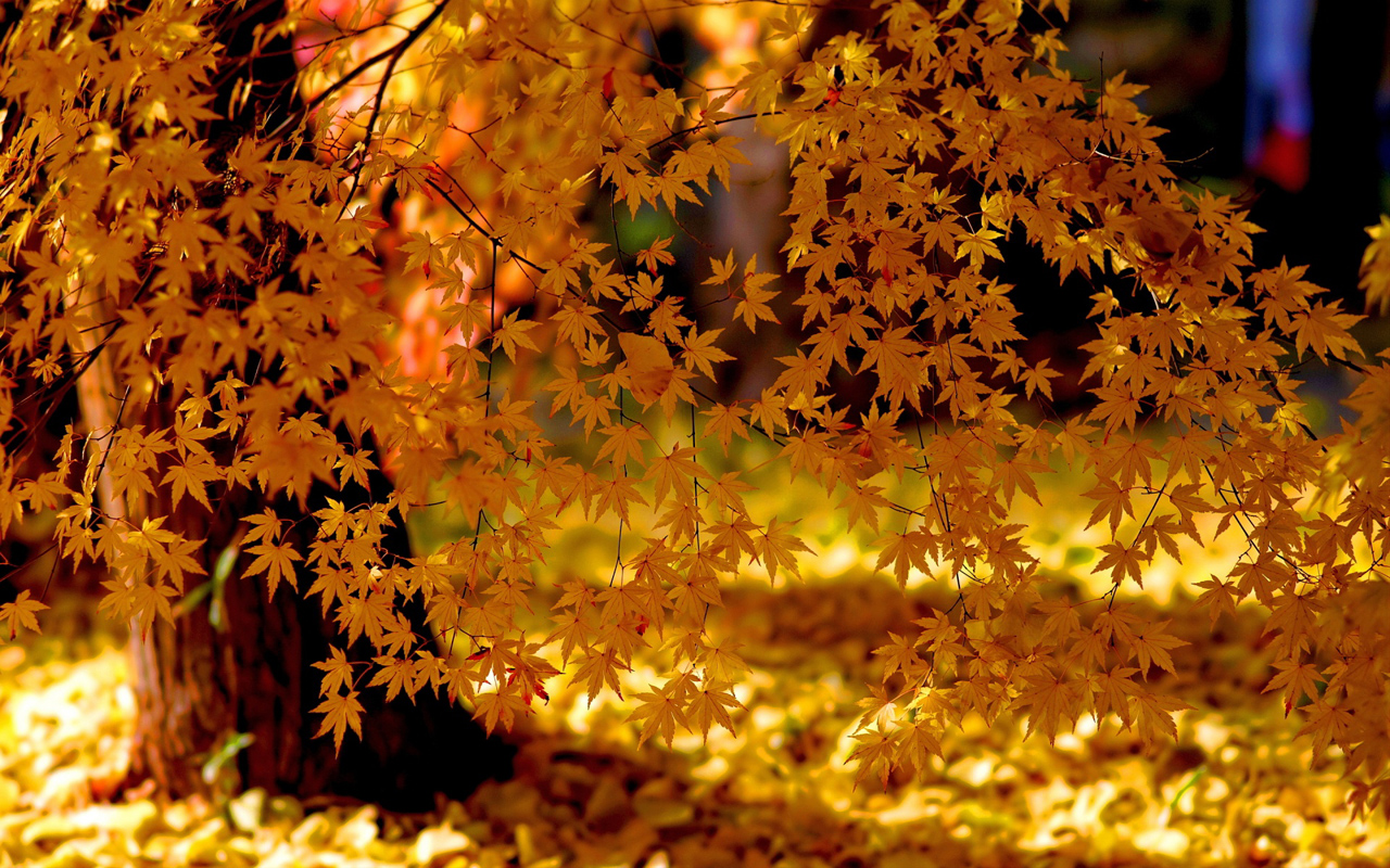 فصل پاییز،عکسهای مناظر پاییز، عکس پس زمینه پاییز، دانلود تصویر پس زمینه