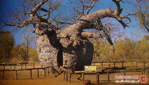 درخت زندان،جاذبه 1500 ساله استرالیا + عکس