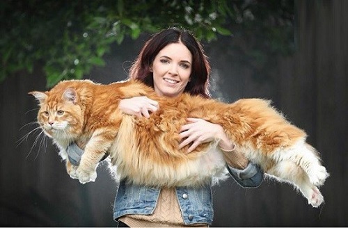 بزرگ ترین و عجیب ترین گربه جهان+ عکس