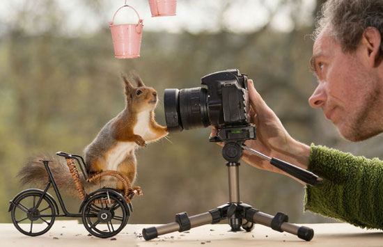 سنجاب هایی که با عکاس خود دوست شدند+تصاویر
