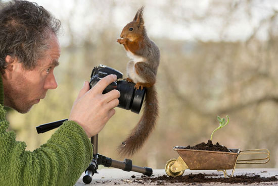 سنجاب هایی که با عکاس خود دوست شدند+تصاویر