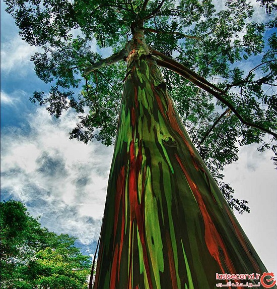معرفی عجیب ترین و زیباترین درختان جهان +عکس