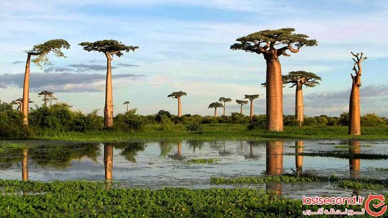 معرفی عجیب ترین و زیباترین درختان جهان +عکس