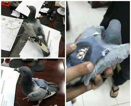 دستگیری کبوترهایی که بین عراق و کویت مواد جابجا میکردن