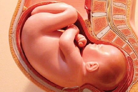 قلب جنین , زمان تشکیل قلب جنین
