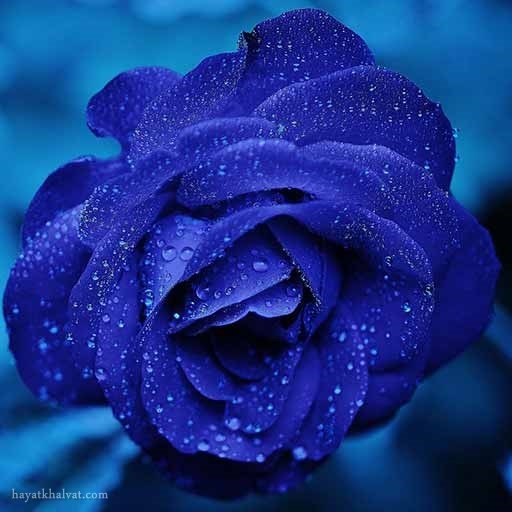 پروفایل گل رز آبی
