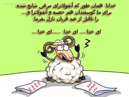 کاریکاتور عید قربان , گوسفند عید قربان 