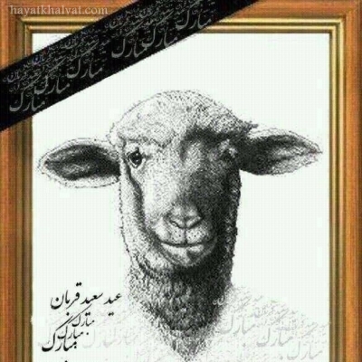 عکس گوسفند برای تبریک عید قربان , عکس طنز برای عید قربان 