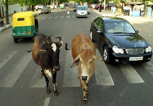 آیا میدانید کشتن گاو در هند چه مجازاتی دارد؟