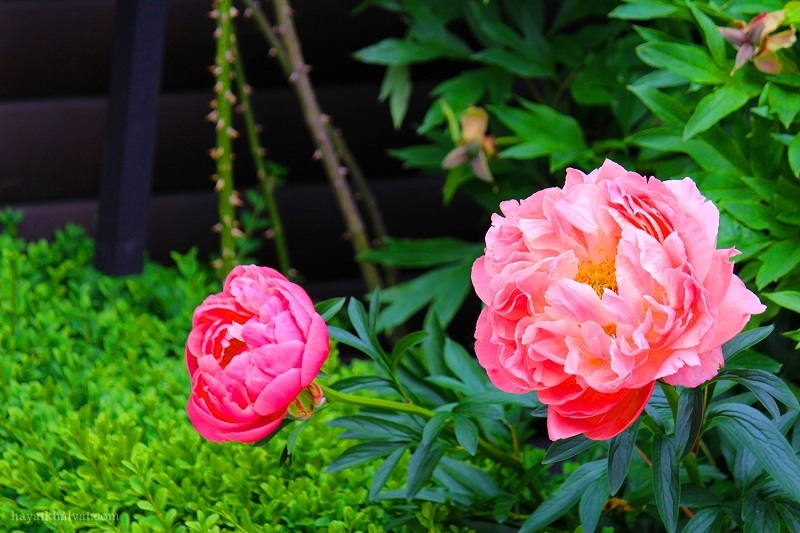 گالری تصاویر زیباترین عکس گل رز زیبا و عاشقانه