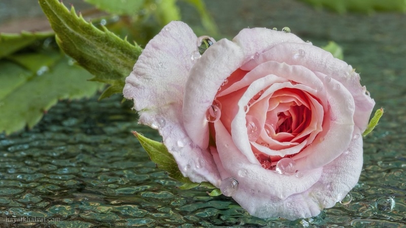 دانلود عکس گل رز با کیفیت hd