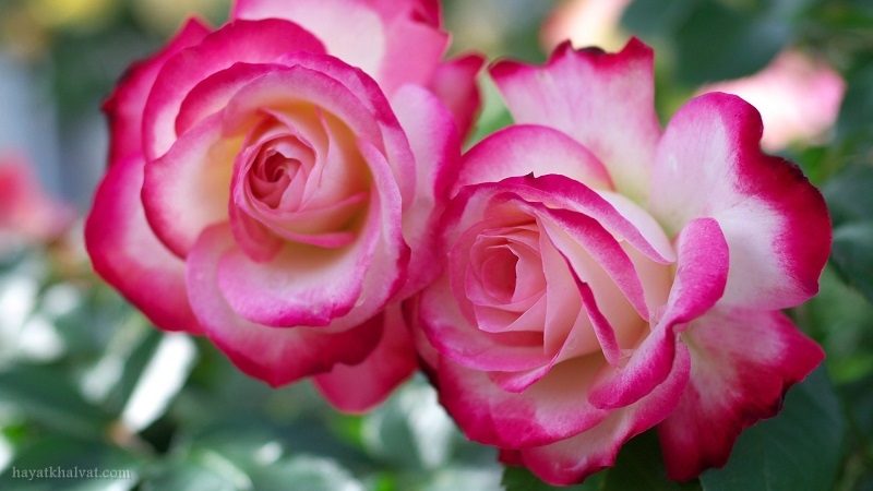 عکس گل رز زیبا با کیفیت بالا برای پس زمینه و پروفایل | حیاط خلوت