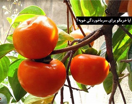 ایا خرمالو برای سرماخوردگی خوبه ؟ ایا خرمالو برای سرماخوردگی خوبه ؟