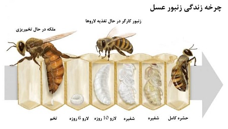 چرخه زندگی زنبور , مراحل زندگی زنبور چرخه زندگی زنبور , مراحل زندگی زنبور