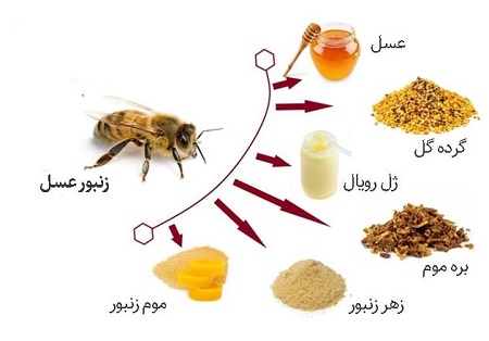 تحقیق در مورد زنبور تحقیق در مورد زنبور