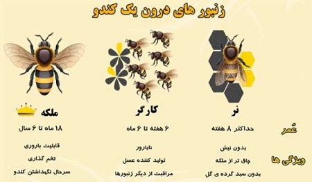 تحقیق در مورد زنبور تحقیق در مورد زنبور