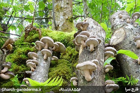 قارچ شیتاکه قارچ شیتاکه